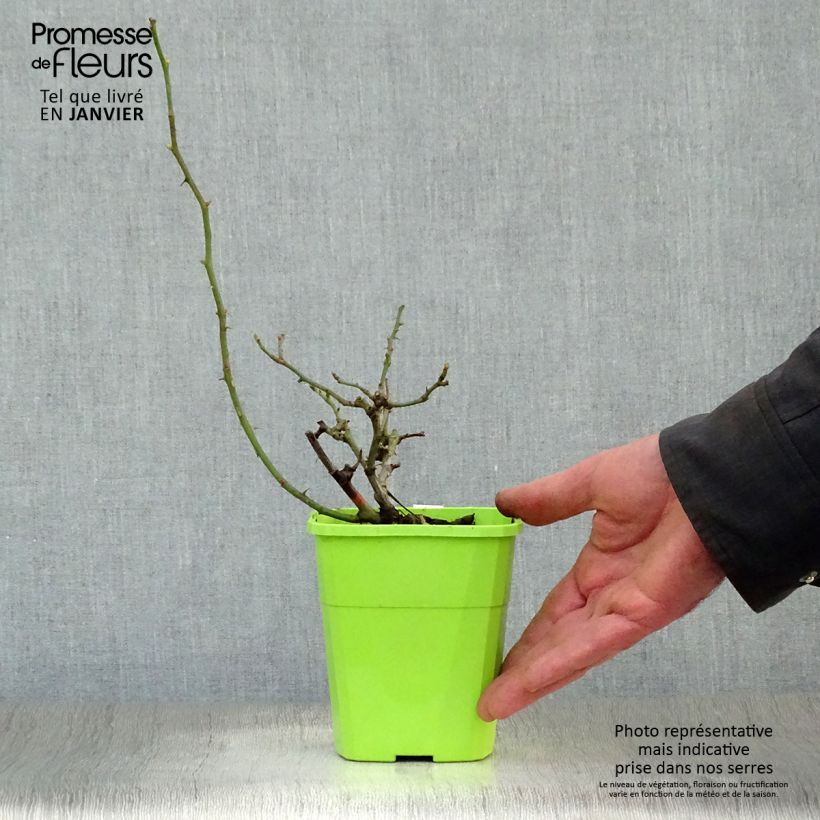 Exemplar von Rosa Nectar Garden Rekord Naturen - Polyantha-Rose Topf mit 1,5L/2L wie im Winter geliefert