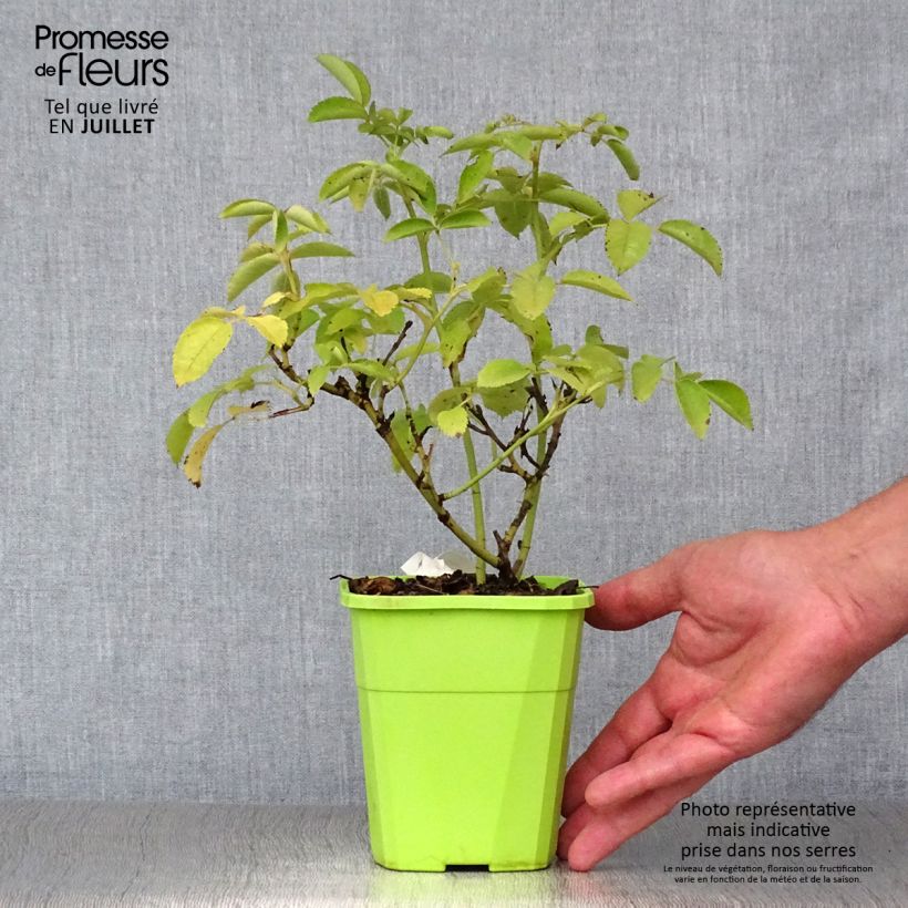 Example of Rosa Nectar Garden Rekord Naturen - Polyantha-Rose Topf mit 1,5L/2L as you get in ete