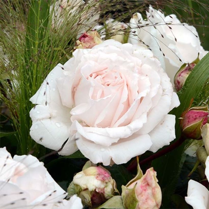 Rosa PARFUMA Constance Mozart - Beetrose (Flowering)