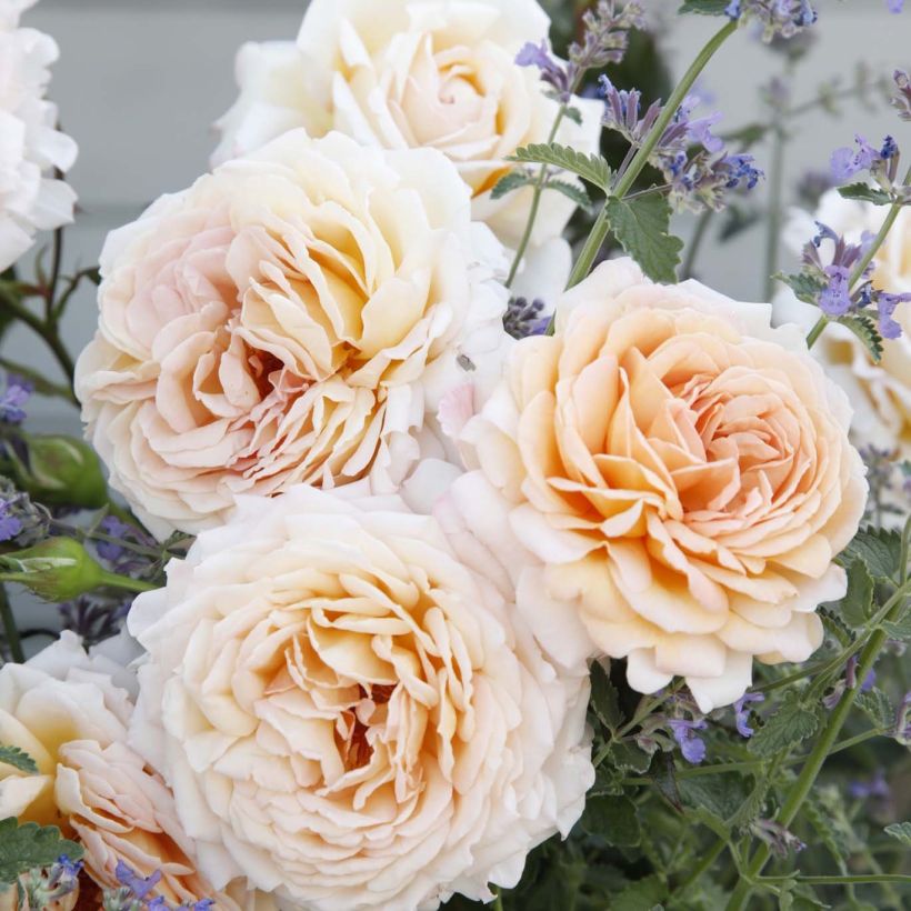 Rosa PARFUMA Grande Duchesse Louise - Edelrose (Flowering)