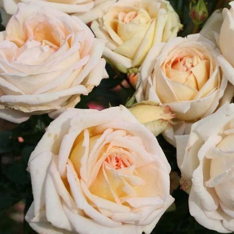 Rosa PARFUMA Madame Anisette - Edelrose (Flowering)