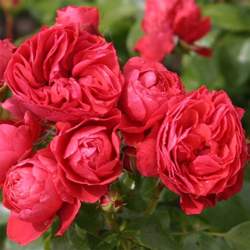 Rosa PATIO ROSE Cherry Girl - Beetrose (Flowering)
