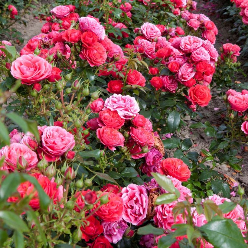 Rosa PATIO ROSE Cherry Girl - Beetrose (Plant habit)