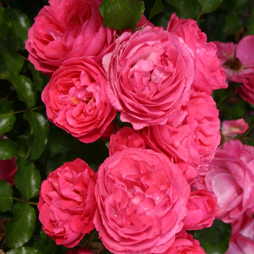 Rosa PATIO ROSE Moin Moin - Beetrose (Flowering)