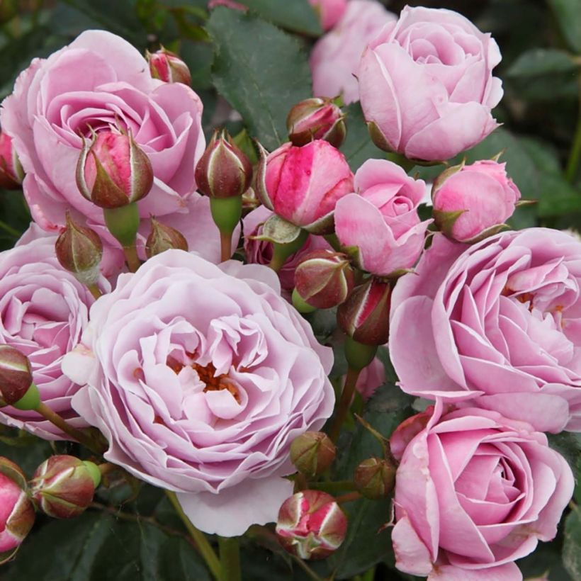 Rosa PATIO ROSE Nautica KORcharblo - Beetrose (Flowering)