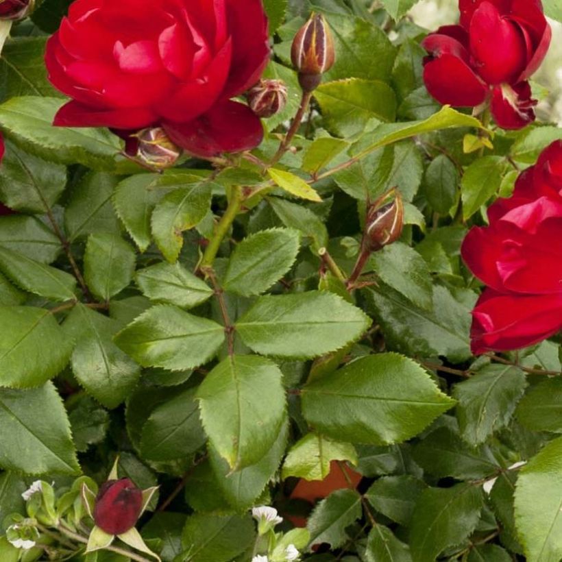 Rosa PATIO ROSE Milano - Beetrose (Foliage)