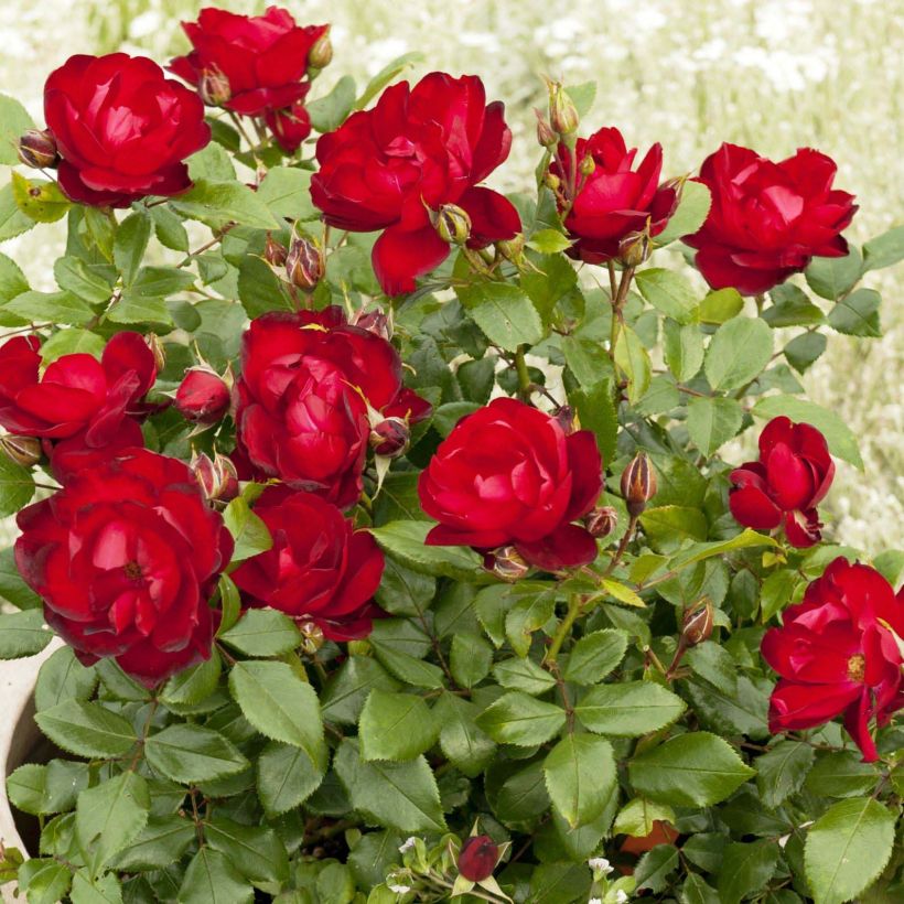 Rosa PATIO ROSE Milano - Beetrose (Flowering)