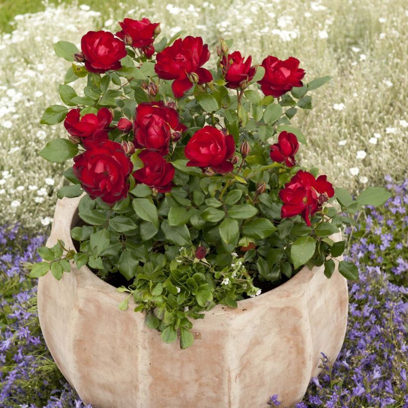 Rosa PATIO ROSE Milano - Beetrose (Plant habit)