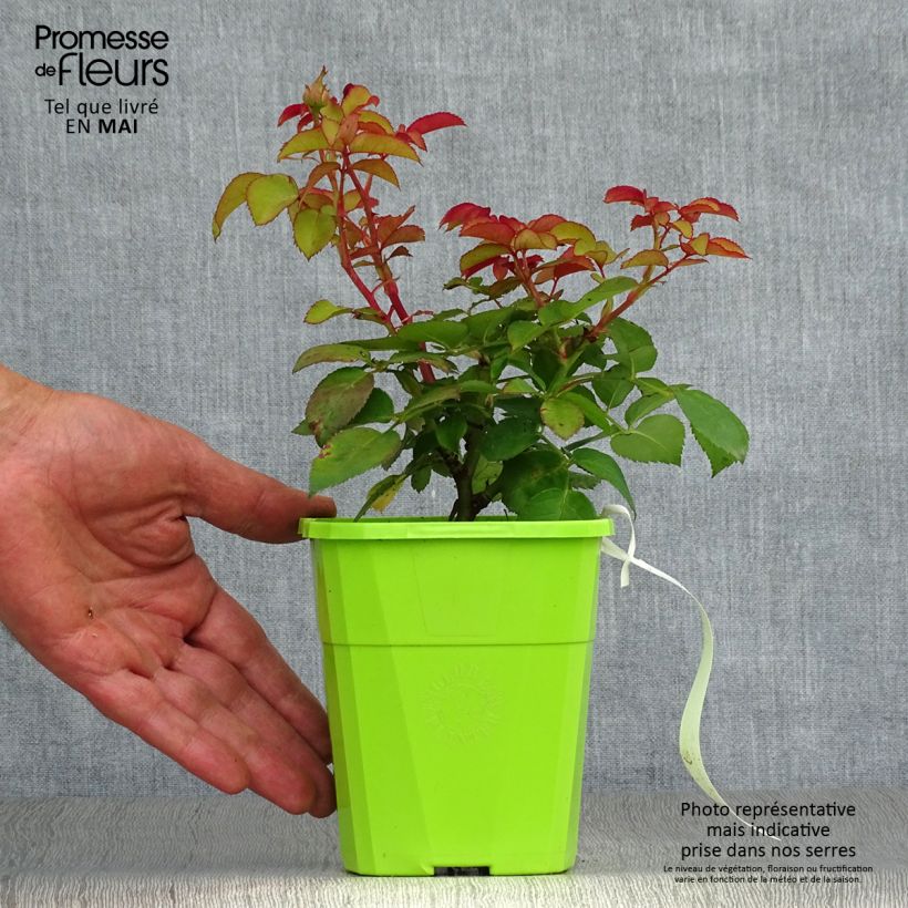 Example of Rosa PARFUMA Baronne Caroline - Beetrose Topf mit 4L/5L as you get in printemps