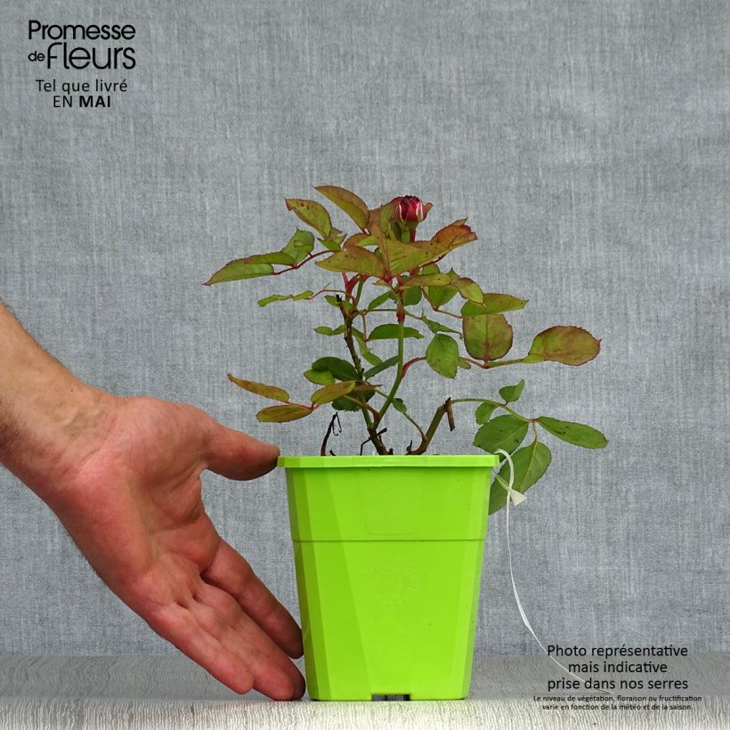Example of Rosa PARFUMA Comtesse Marie Henriette - Buschrose Topf mit 4L/5L as you get in printemps