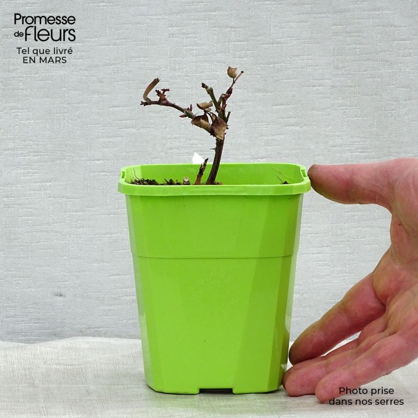 Example of Rosa PARFUMA Grande Duchesse Louise - Edelrose Topf mit 4L/5L as you get in hiver