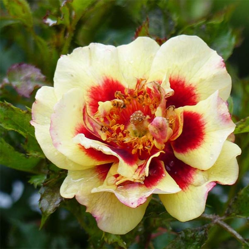 Rosa persica Pastel Babylon Eyes - Zwerg-Parkrose (Flowering)