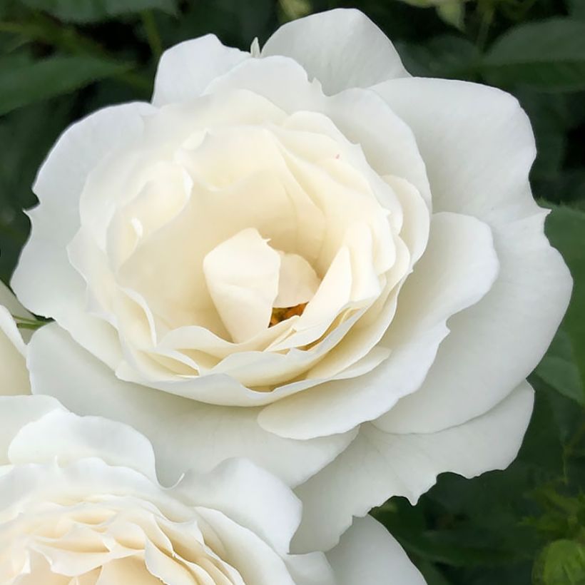 Rosa PATIO ROSE Baby Icebergl - Beetrose (Flowering)