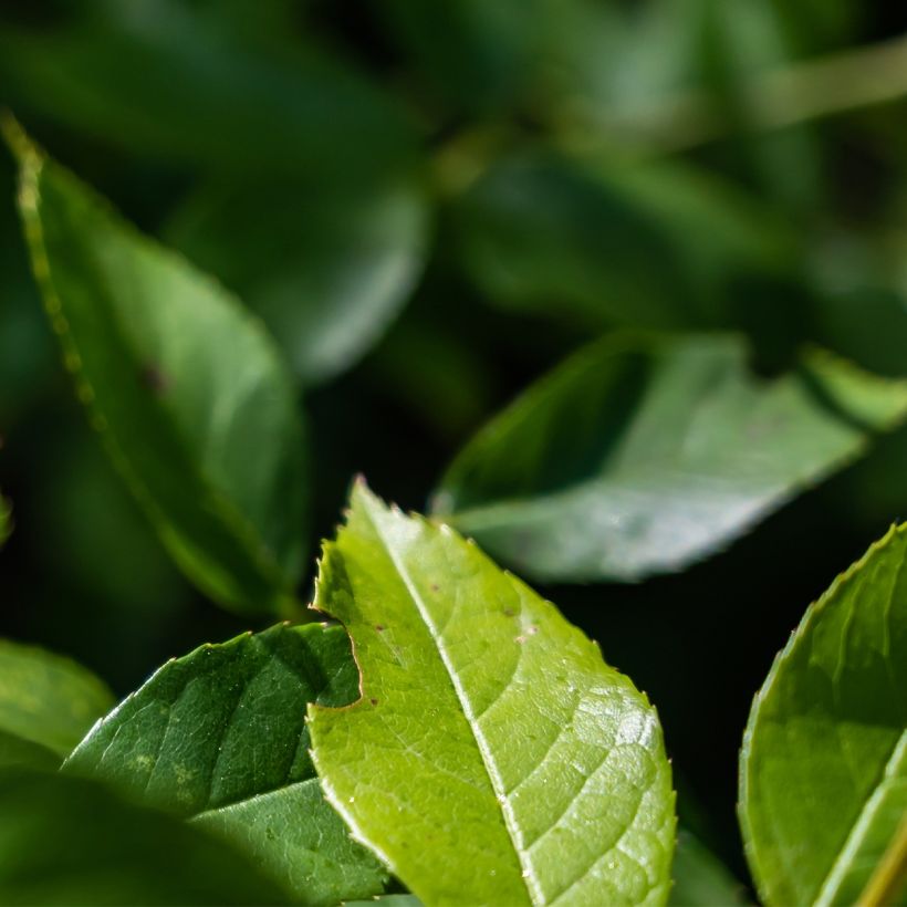 Rosa PATIO ROSE Baby Icebergl - Beetrose (Foliage)