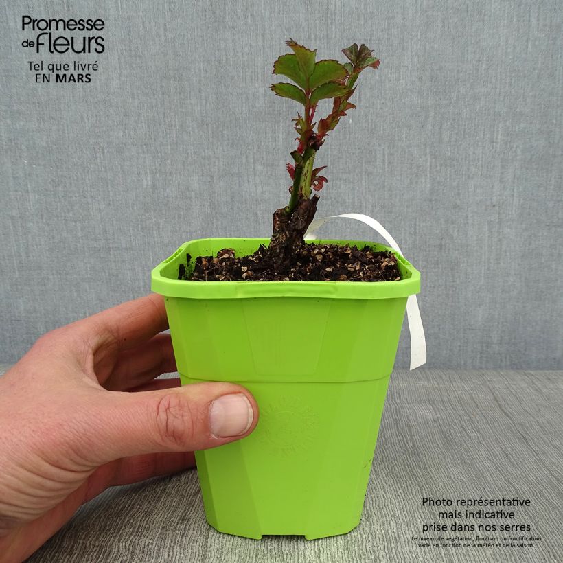 Example of Rosa PATIO ROSE Cherry Girl - Beetrose Topf mit 1,5L/2L as you get in hiver