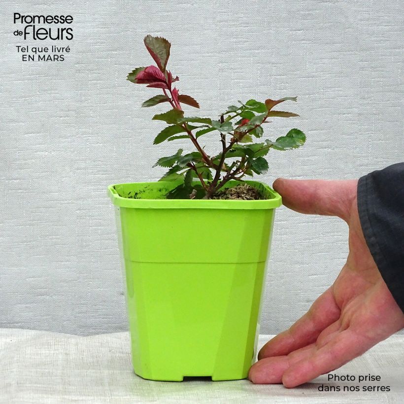 Example of Rosa PATIO ROSE Impala - Beetrose Topf mit 3L/4L as you get in hiver