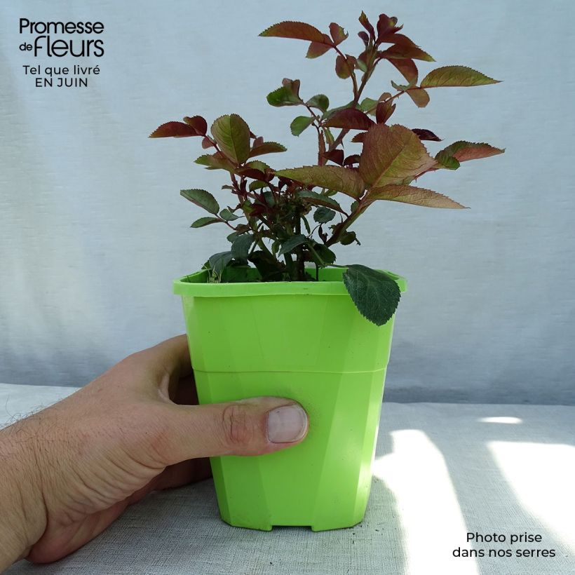 Example of Rosa PATIO ROSE Milano - Beetrose Topf mit 1,5L/2L as you get in ete