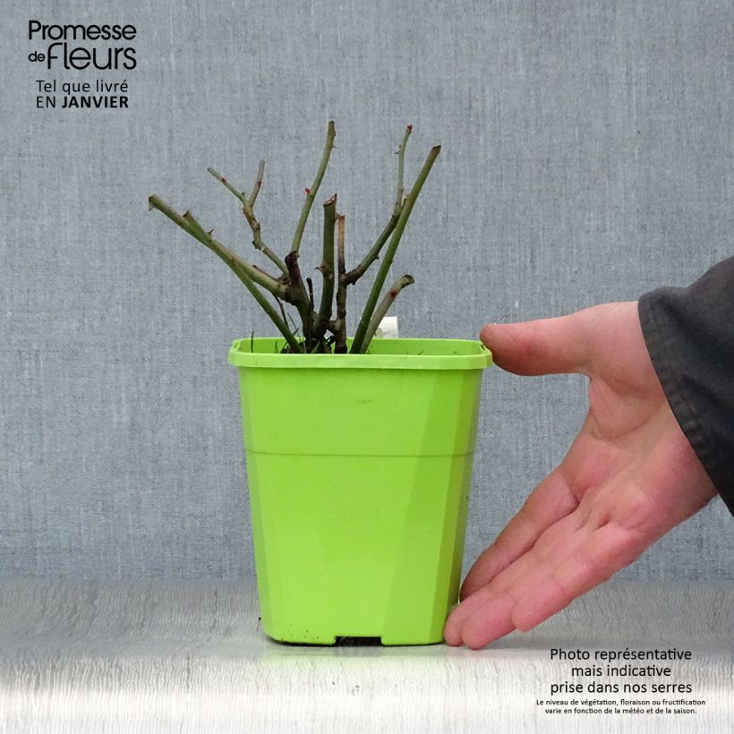 Exemplar von Rosa PATIO ROSE Milano - Beetrose Topf mit 1,5L/2L wie im Winter geliefert