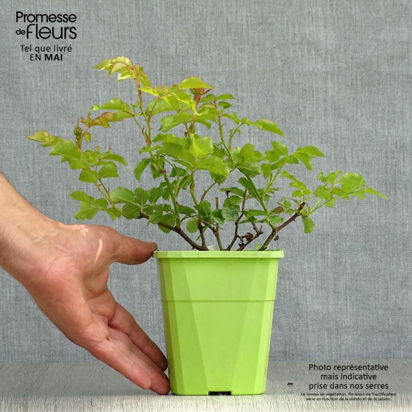 Example of Rosa PATIO ROSE Moin Moin - Beetrose Topf mit 3L/4L as you get in printemps