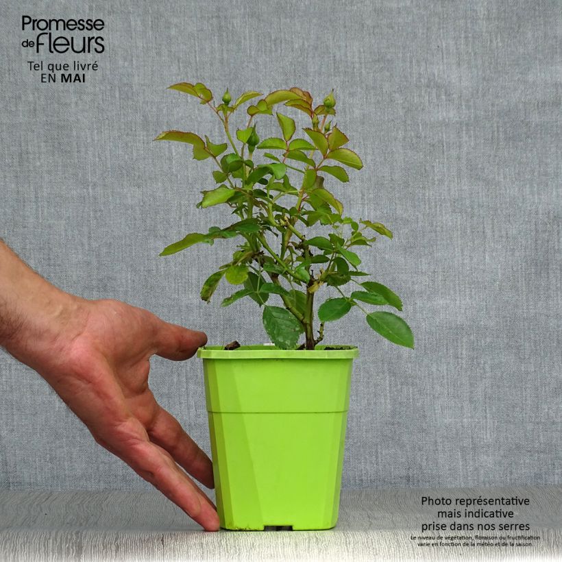 Example of Rosa PATIO ROSE Nautica KORcharblo - Beetrose Topf mit 1,5L/2L as you get in printemps