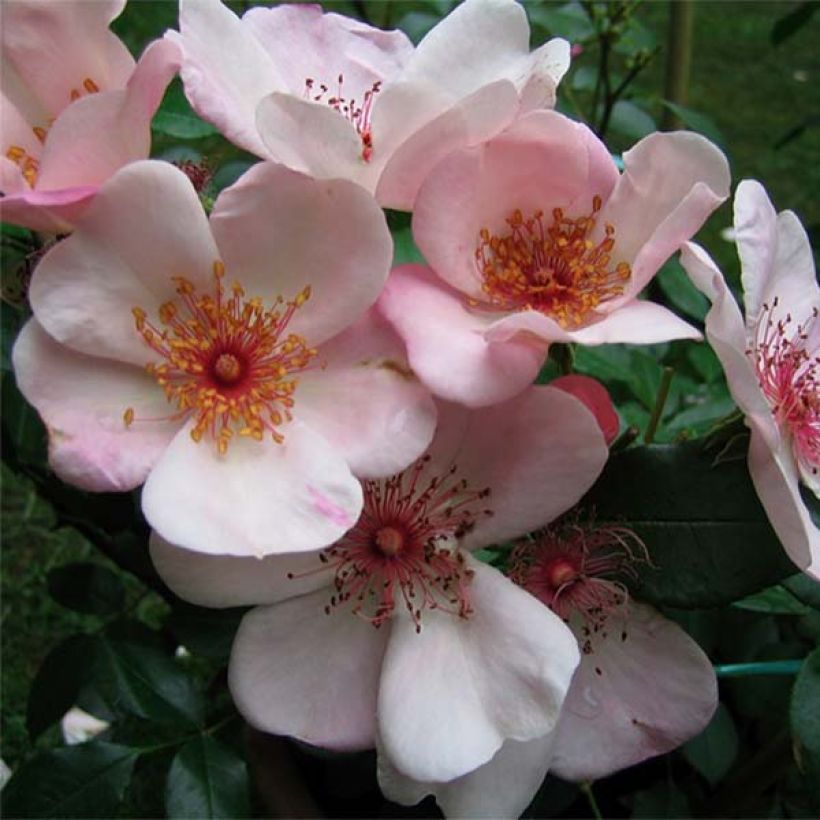 Rosa Astronomia Meillandécor - Beetrose (Flowering)