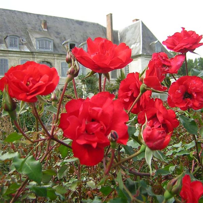 Rosa La Sevillana Meigekanu - Beetrose (Flowering)