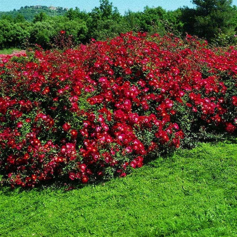 Rosa Rouge Meillandécor - Polyantha-Rose (Plant habit)