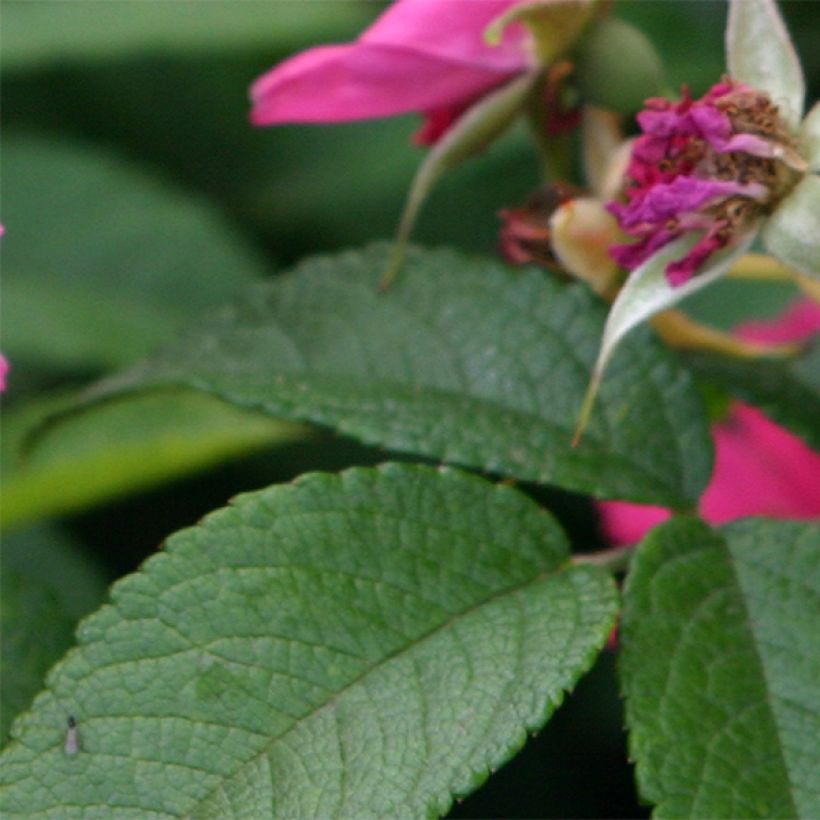 Rosa rugosa Pink Grootendorst - Apfelrose (Foliage)