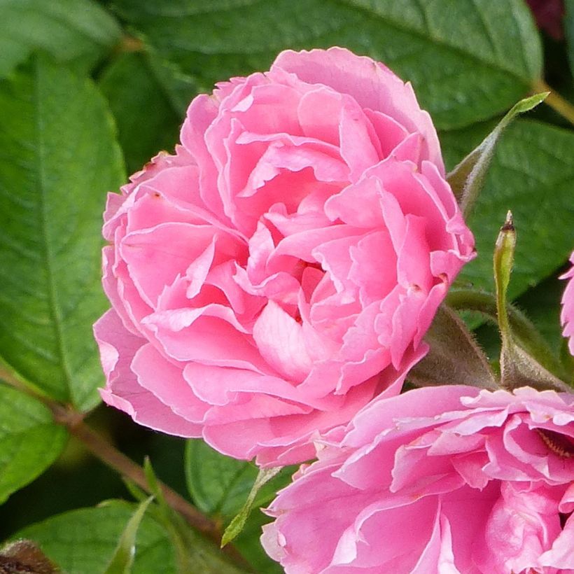 Rosa rugosa Pink Grootendorst - Apfelrose (Flowering)