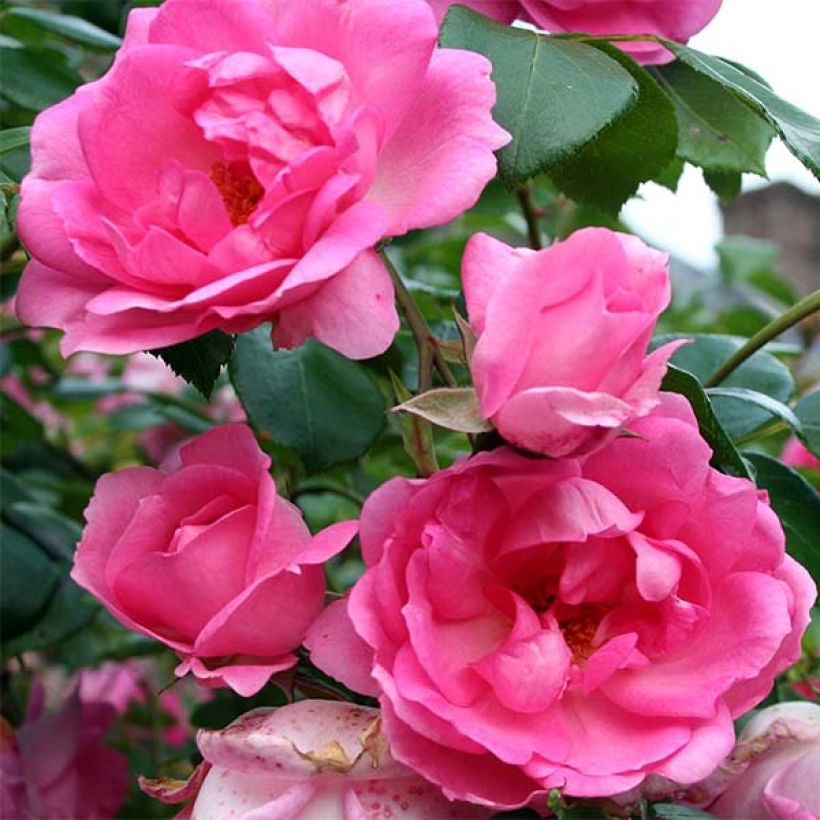 Rosa Centenaire de Lourdes - Strauchrose (Flowering)