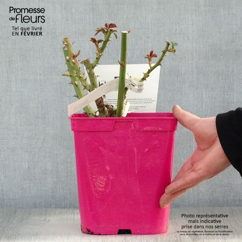 Exemplar von Rosa Princesse Astrid de Belgique - Edelrose Topf mit 4L/5L wie im Winter geliefert