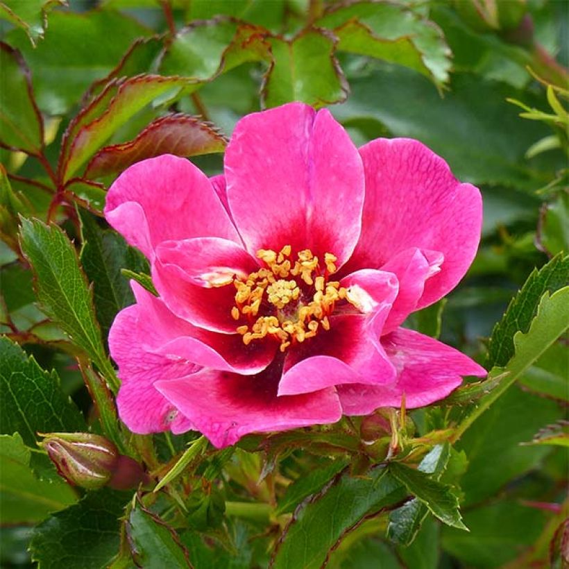 Rosa persica Queen Babylon Eyes - Zwerg-Parkrose (Flowering)
