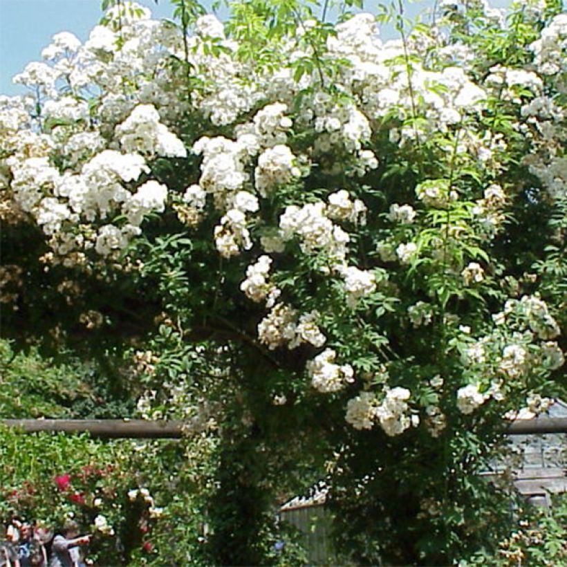 Rosa multiflora Rambling Rector - Alte Rambler-Rose (Flowering)
