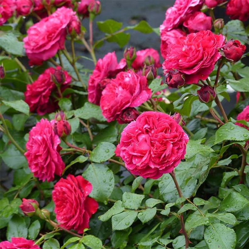 Rosa Red Leonardo da Vinci (Hilde Umdasch)) - Beetrose (Flowering)