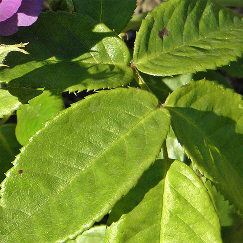Rosa Rhapsody In Blue - Beetrose (Foliage)