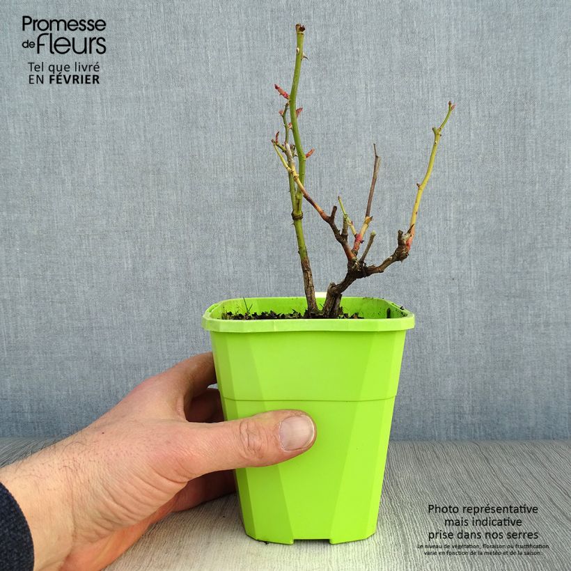 Exemplar von Rosa Black Forest Rose - Bodendecker-Rose Topf mit 1,5L/2L wie im Winter geliefert