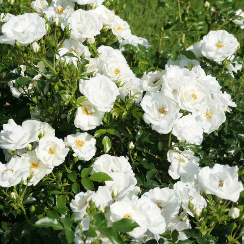 Rosa Rigo Rosen Innocencia - Rigo-Rose (Flowering)