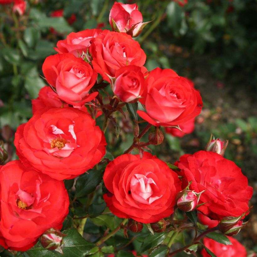 Rosa Rigo Rosen Princesse Disney - Rigo-Rose (Flowering)