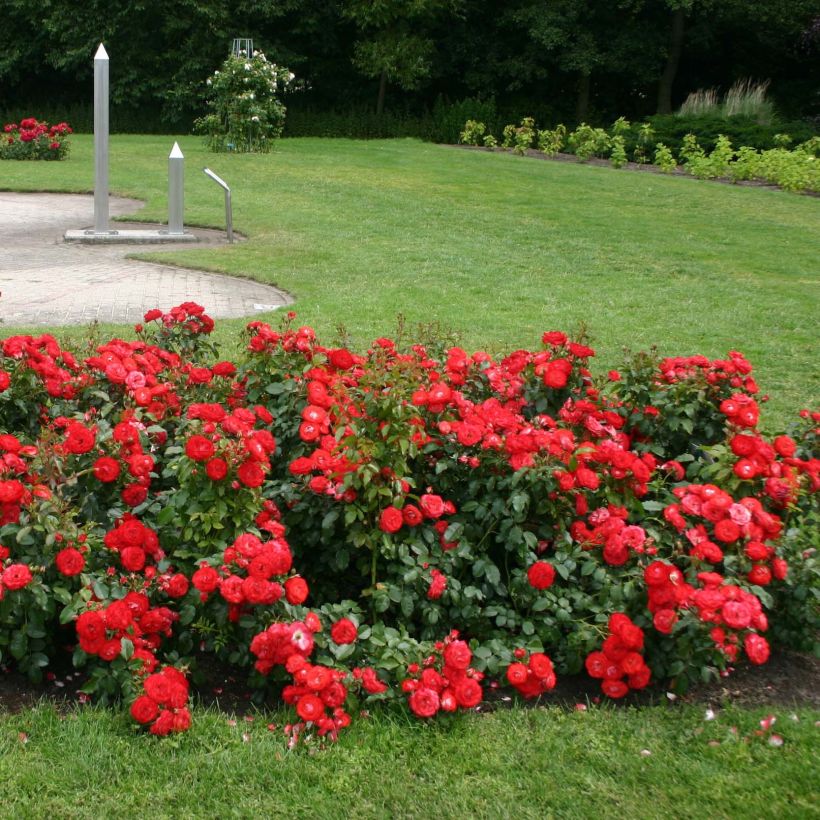 Rosa Rigo Rosen Princesse Disney - Rigo-Rose (Plant habit)