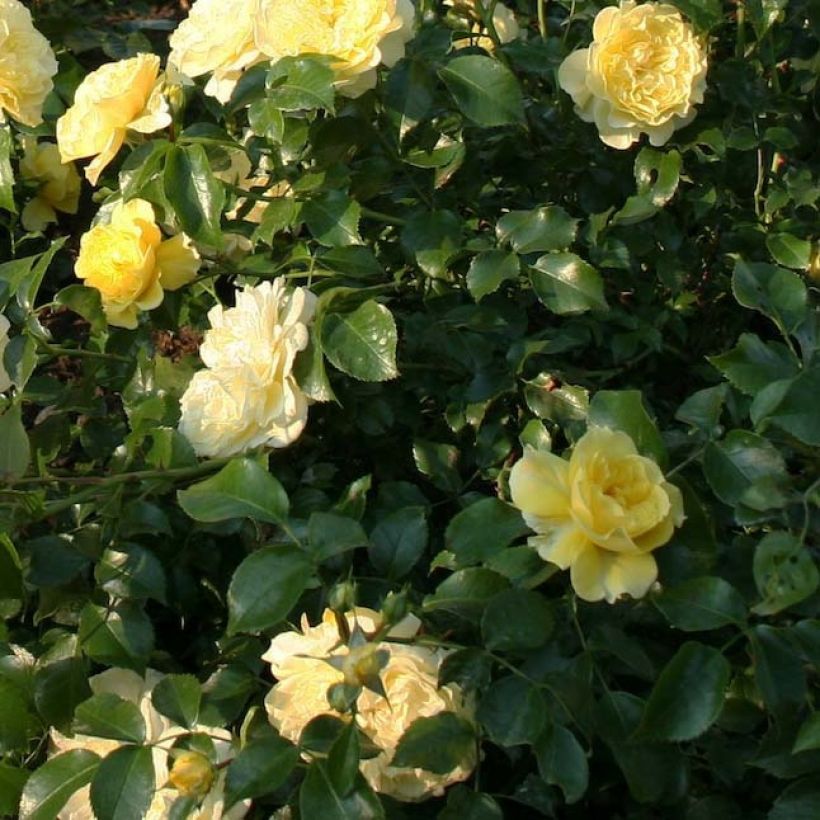 Rosa Rigo Rosen Solero - Rigo-Rose (Foliage)