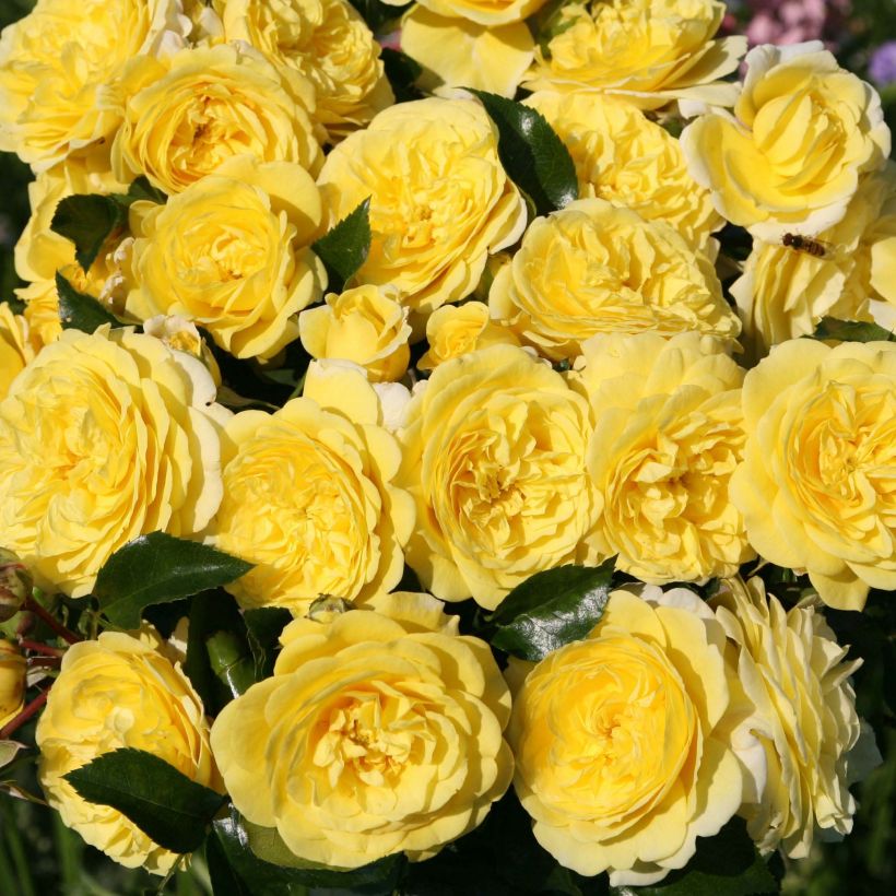 Rosa Rigo Rosen Solero - Rigo-Rose (Flowering)