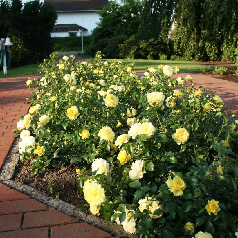 Rosa Rigo Rosen Solero - Rigo-Rose (Plant habit)