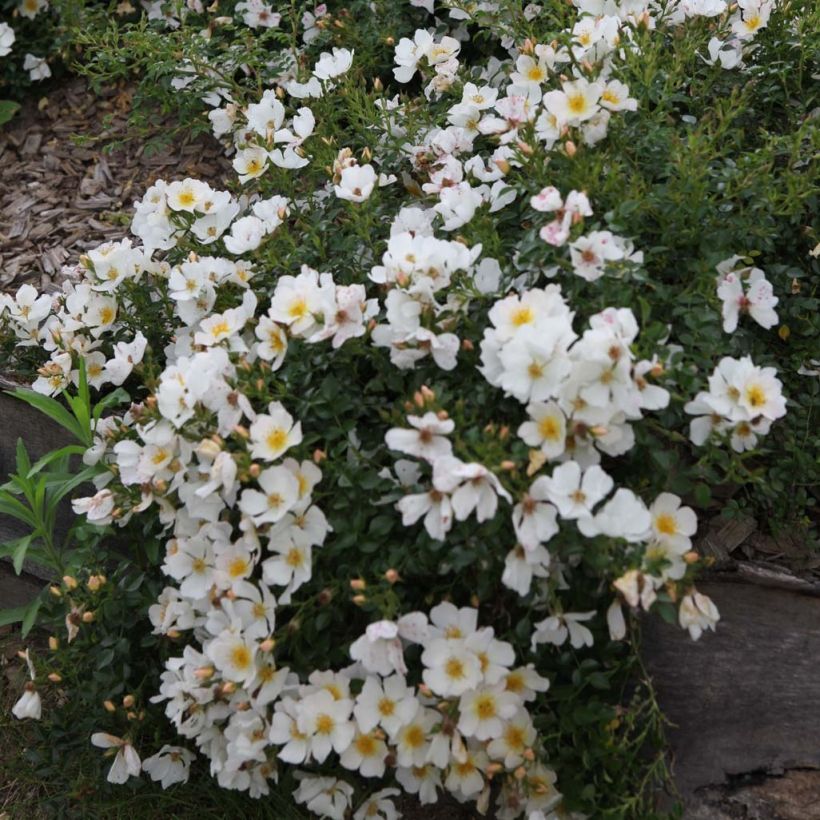 Rosa polyantha Rose du Soleil - Polyantha-Rose (Flowering)