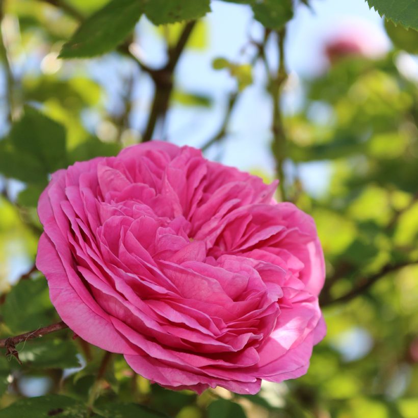 Rosa rugosa Thérèse Bugnet - Apfelrose (Flowering)