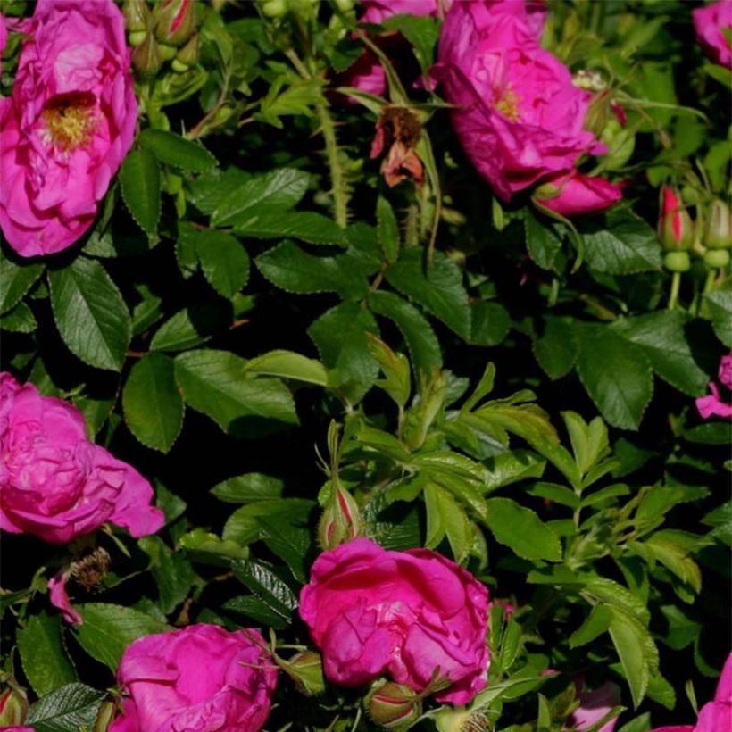 Rosa rugosa SAVORANOVA Smart Uhlrutida - Apfelrose (Foliage)