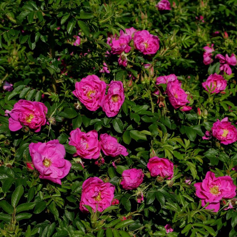 Rosa rugosa SAVORANOVA Smart Uhlrutida - Apfelrose (Flowering)