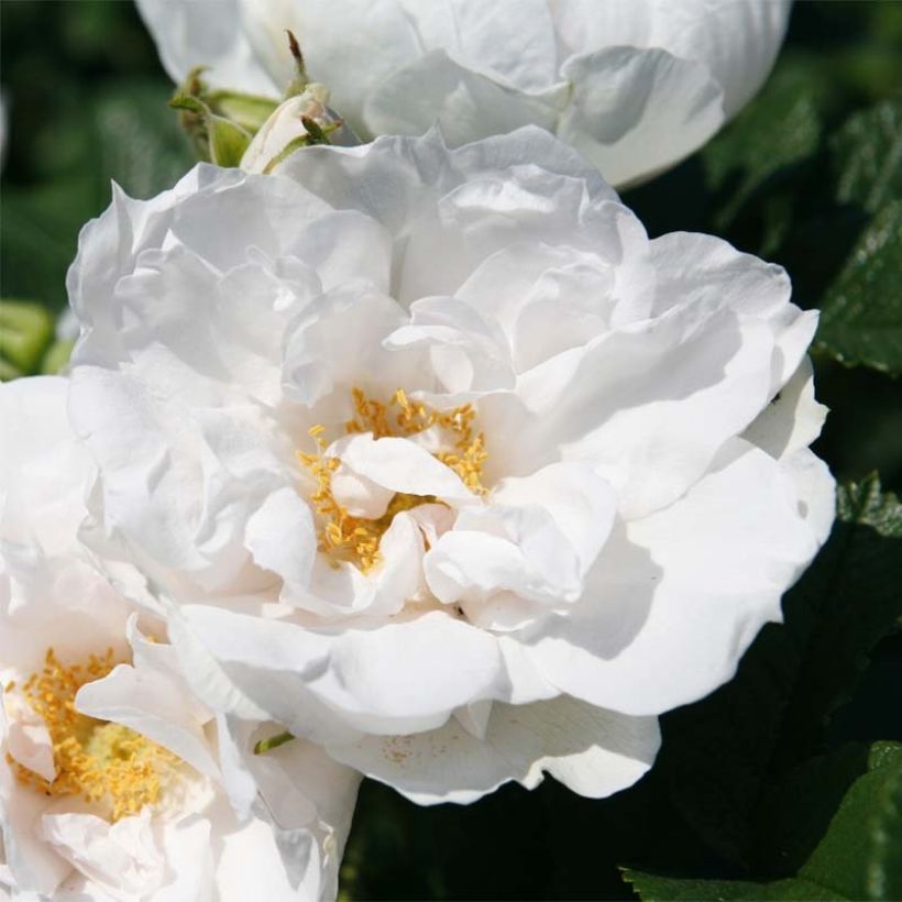 Rosa rugosa SAVORANOVA White Uhlsylt - Apfelrose (Flowering)