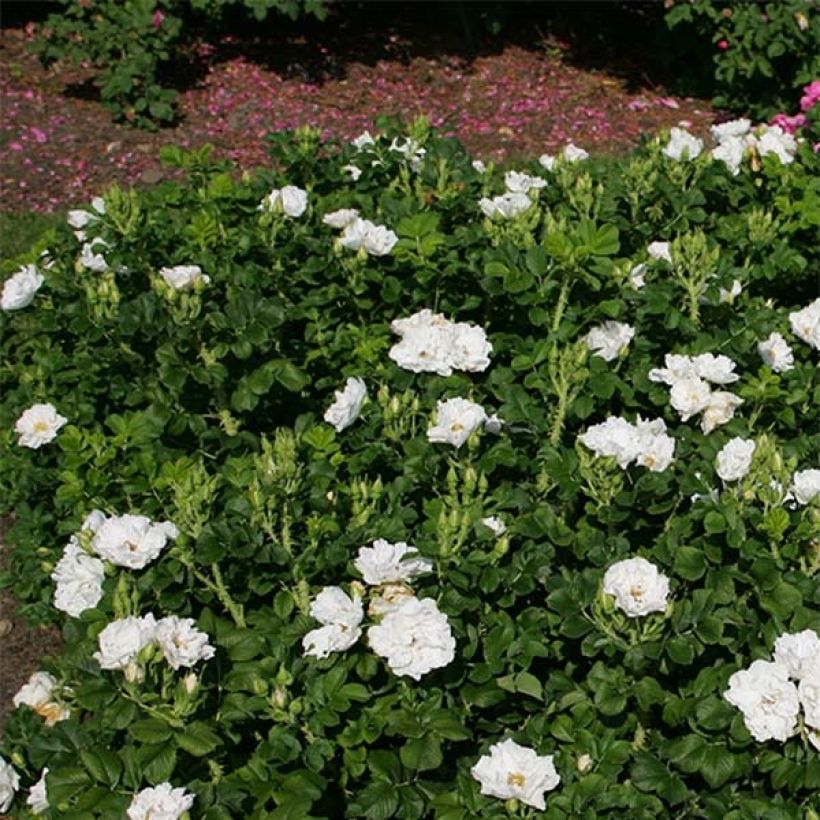 Rosa rugosa SAVORANOVA White Uhlsylt - Apfelrose (Plant habit)
