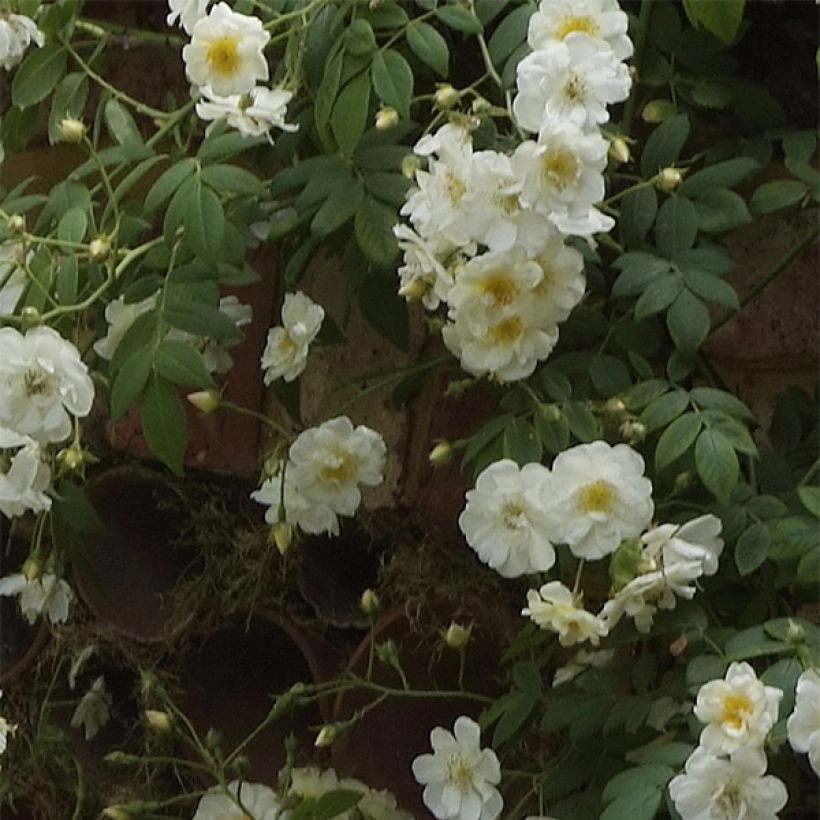 Rosa wichuraiana Sander's White Rambler - Rambler-Rose (Flowering)