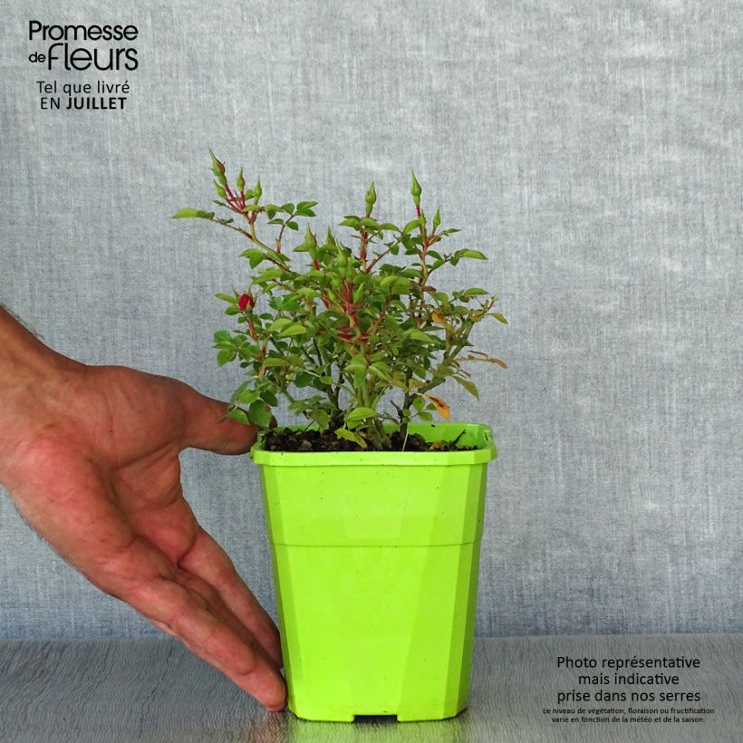 Example of Rosa polyantha Knirps - Polyantha-Rose Topf mit 3L/4L as you get in ete